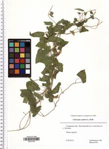 Calystegia sepium (L.) R. Br., Eastern Europe, Middle Volga region (E8) (Russia)