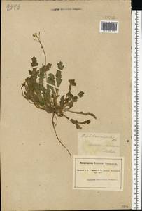 Diplotaxis muralis (L.) DC., Eastern Europe, South Ukrainian region (E12) (Ukraine)