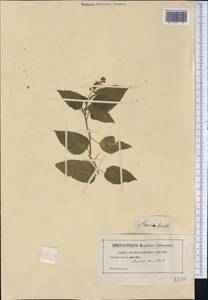 Rivina humilis L., America (AMER) (Not classified)