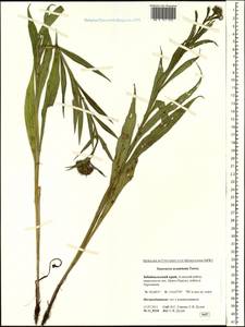 Saussurea acuminata Turcz. ex Fisch. & C. A. Mey., Siberia, Baikal & Transbaikal region (S4) (Russia)