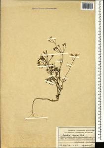 Scandix iberica M.Bieb., Caucasus, Azerbaijan (K6) (Azerbaijan)