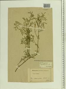 Astragalus arenarius L., Eastern Europe, Moscow region (E4a) (Russia)