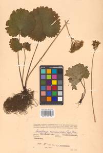 Micranthes manchuriensis (Engl.) Gornall & H. Ohba, Siberia, Russian Far East (S6) (Russia)