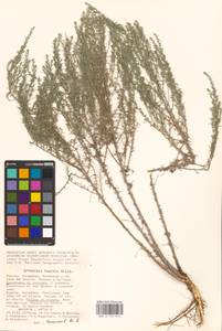 Artemisia taurica Willd., Eastern Europe, Lower Volga region (E9) (Russia)