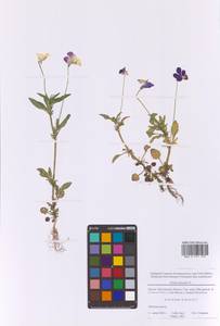 Viola tricolor L., Eastern Europe, Moscow region (E4a) (Russia)