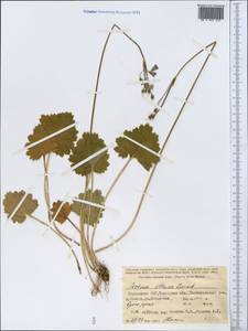 Primula matthioli subsp. altaica (Losinsk.) Kovt., Middle Asia, Western Tian Shan & Karatau (M3) (Kyrgyzstan)