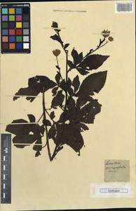 Klasea quinquefolia (Willd.) Greuter & Wagenitz, Caucasus (no precise locality) (K0) (Not classified)