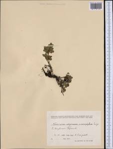 Vaccinium uliginosum L., Western Europe (EUR) (Norway)