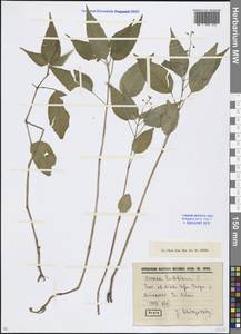 Circaea lutetiana L., Eastern Europe, Eastern region (E10) (Russia)