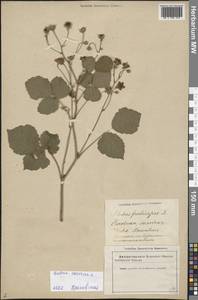 Rubus caesius L., Eastern Europe, Latvia (E2b) (Latvia)