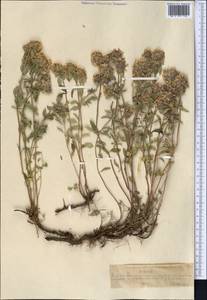 Ziziphora clinopodioides Lam., Middle Asia, Northern & Central Tian Shan (M4) (Kazakhstan)