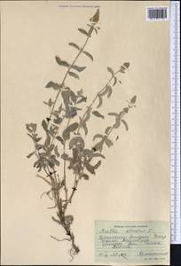 Mentha longifolia var. asiatica (Boriss.) Rech.f., Middle Asia, Pamir & Pamiro-Alai (M2) (Uzbekistan)