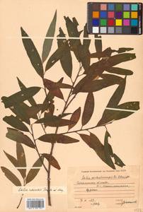 Salix udensis (Wimm.) Trautv. & C. A. Mey., Siberia, Russian Far East (S6) (Russia)