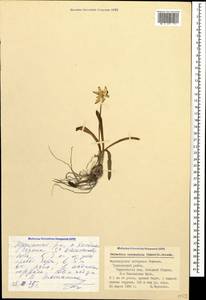 Galanthus alpinus var. alpinus, Caucasus, Black Sea Shore (from Novorossiysk to Adler) (K3) (Russia)