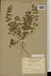 Nepeta meyeri Benth., Caucasus, Azerbaijan (K6) (Azerbaijan)