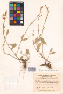 Halimione verrucifera (M. Bieb.) Aellen, Middle Asia, Caspian Ustyurt & Northern Aralia (M8) (Kazakhstan)