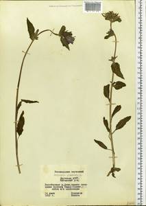 Campanula glomerata L., Siberia, Yakutia (S5) (Russia)