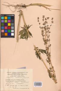 Cannabis sativa var. ruderalis (Janisch.) S. Z. Liou, Eastern Europe, Eastern region (E10) (Russia)