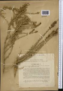 Nitrosalsola orientalis (S. G. Gmel.) Theodorova, Middle Asia, Syr-Darian deserts & Kyzylkum (M7) (Uzbekistan)