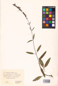 MHA 0 160 813, Veronica spicata L., Eastern Europe, Belarus (E3a) (Belarus)