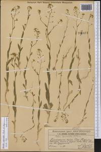 Neslia paniculata subsp. thracica (Velen.) Bornm., Middle Asia, Western Tian Shan & Karatau (M3) (Kazakhstan)