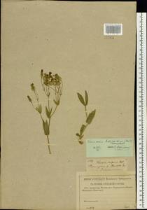 Gypsophila vaccaria (L.) Sm., Eastern Europe, Central forest-and-steppe region (E6) (Russia)