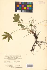 Potentilla alba L., Eastern Europe, Central forest-and-steppe region (E6) (Russia)