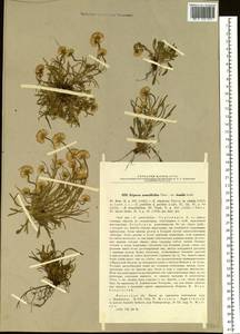 Erigeron lonchophyllus Hook., Siberia, Baikal & Transbaikal region (S4) (Russia)