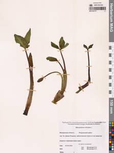 Menyanthes trifoliata L., Siberia, Chukotka & Kamchatka (S7) (Russia)