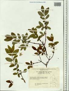 Lonicera caerulea subsp. caerulea, Siberia, Russian Far East (S6) (Russia)