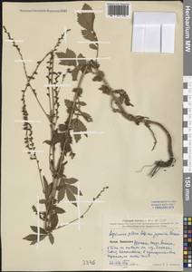 Agrimonia pilosa Ledeb., South Asia, South Asia (Asia outside ex-Soviet states and Mongolia) (ASIA) (China)