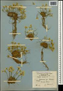 Draba hispida Willd., Caucasus, South Ossetia (K4b) (South Ossetia)