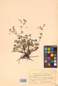 Potentilla collina Wibel, Eastern Europe, Central forest-and-steppe region (E6) (Russia)