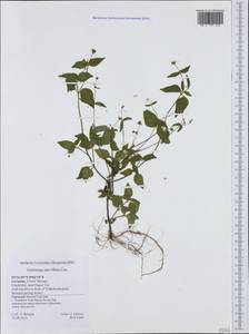 Galinsoga parviflora Cav., Western Europe (EUR) (Germany)
