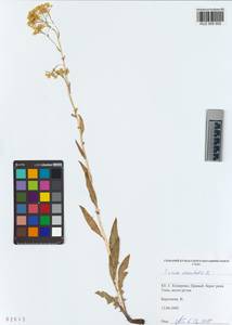 KUZ 005 552, Bunias orientalis L., Siberia, Altai & Sayany Mountains (S2) (Russia)