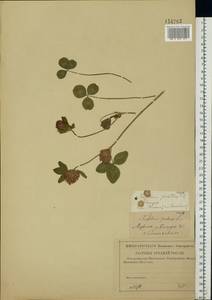 Trifolium pratense L., Eastern Europe, Central region (E4) (Russia)