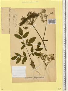 Aegopodium podagraria L., Eastern Europe, Belarus (E3a) (Belarus)