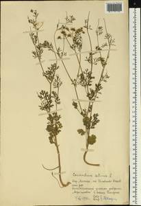 Coriandrum sativum L., Eastern Europe, Moscow region (E4a) (Russia)