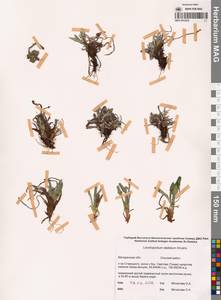 Leontopodium stellatum A. P. Khokhr., Siberia, Chukotka & Kamchatka (S7) (Russia)