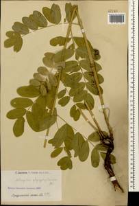 Astragalus glycyphylloides DC., Caucasus, Armenia (K5) (Armenia)