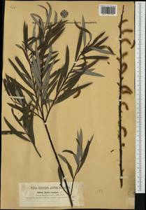 Salix elaeagnos, Western Europe (EUR) (Austria)