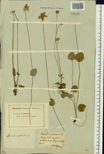 Parnassia palustris L., Siberia, Baikal & Transbaikal region (S4) (Russia)