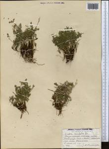 Vicatia coniifolia Wall. ex DC., Middle Asia, Dzungarian Alatau & Tarbagatai (M5) (Kazakhstan)