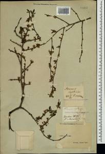 Prunus domestica subsp. insititia (L.) Bonnier & Layens, Crimea (KRYM) (Russia)