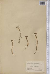 Sedum villosum L., America (AMER) (Greenland)