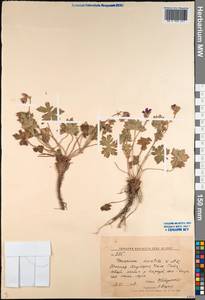 Geranium saxatile Kar. & Kir., Middle Asia, Western Tian Shan & Karatau (M3) (Kyrgyzstan)