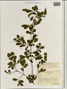 Lonicera tangutica Maxim., South Asia, South Asia (Asia outside ex-Soviet states and Mongolia) (ASIA) (China)