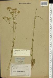 Gypsophila altissima L., Eastern Europe, Lower Volga region (E9) (Russia)