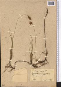 Carex physodes M.Bieb., Middle Asia, Karakum (M6) (Turkmenistan)