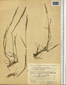 Elymus macrourus (Turcz. ex Steud.) Tzvelev, Siberia, Central Siberia (S3) (Russia)